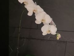 -浩运·海鲜青岛菜·海胆水饺(石老人店)