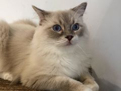 -瞄一喵猫咖(格力海岸店)