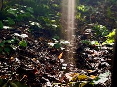 -五营红松林海景区