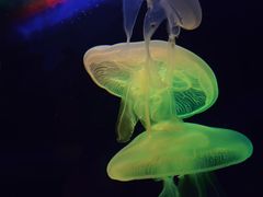 -太平洋海底世界