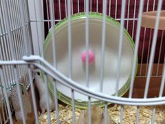 -钓仓鼠(洋桥北里小区店)