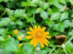 -番禺大夫山森林公园