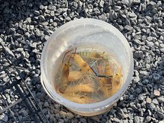 -DGE季风钓虾营地·团建·聚会