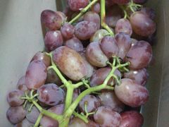 -白鹿原葡萄主题公园