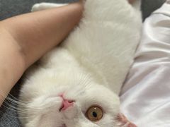 -屋虎猫馆(宝安大仟里店)