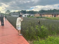 -苏家围·东江画廊旅游景区