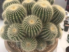 -金陵花卉交易市场