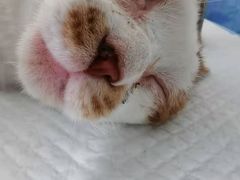 -佳雯宠物医院(四明中路分院)