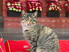 -龙华素斋(龙华路店)