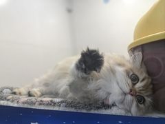 -1013 PET SHOP 宠物商店(近铁城市广场店)