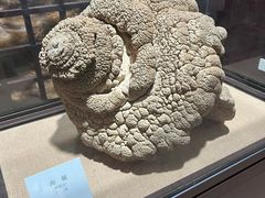 -烟台自然博物馆