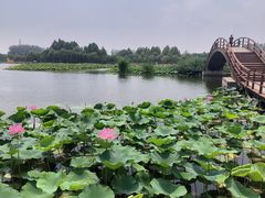-白洋淀景区