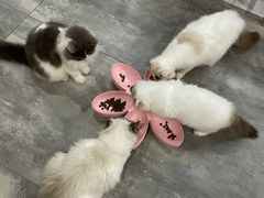 -楼上猫咖(罗湖店)