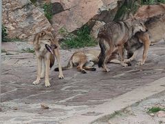 -西霞口神雕山野生动物世界