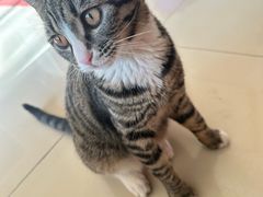 -美联众合宠物医院·爱萌分院·内外科·猫科中心