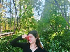 -黄海国家森林公园