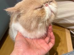 -滚猫咖啡·猫咖·猫友好撸猫(未来城店)