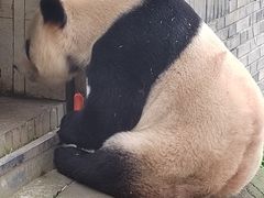 -都江堰中华大熊猫苑