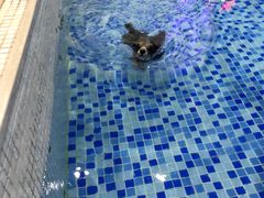 -BABYDOG宝贝狗宠物乐园(欧洲城店)