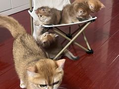 -佳雯宠物医院·皮肤科·内外科(春晓路分院)