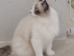 -共舞时光猫咖·狗咖(新街口店)
