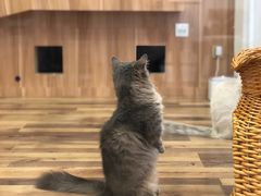 -袖虎·猫馆(体育西路店)