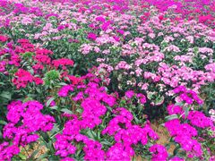 iphone_upload_pic-松山湖梦幻百花洲
