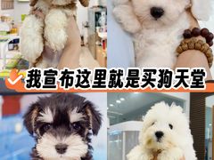 -翊宠yipet猫狗购宠庄园犬舍•猫舍