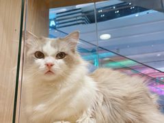 -屋虎猫馆(宝安大仟里店)