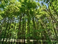 -桤木河湿地公园