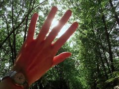 -合肥滨湖国家森林公园