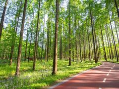 -黄海国家森林公园