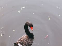 -成都南湖公园