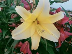 -南通鲜花小镇