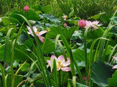 -艾溪湖湿地公园