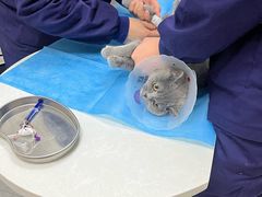 -中农国际动物医院24小时·猫科·骨科·急重症中心