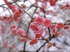 -梅花山(明孝陵内)