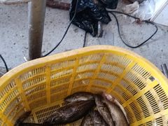 -柘林湖生态鱼馆