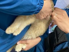 -瑞派·关忠动物医院·猫专科·犬专科(三环新城店)