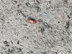 -北海金海湾红树林生态旅游区