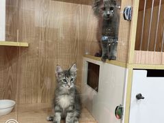 -猫爷宠物生活馆·撸猫馆