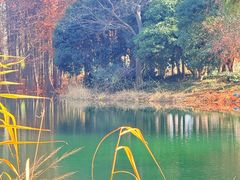 -贡湖湾湿地公园