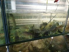 水产区-凯华海鲜火锅·传承三十六年