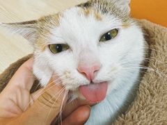 -乐派堂宠物医院·猫友好· 心脏科(东街店)