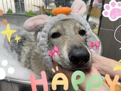 -Oh My Dog宠物沙龙(伊珊娜皮毛护理店)