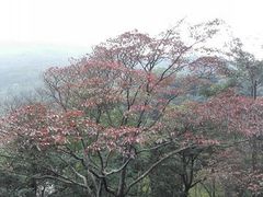 -广州市石门国家森林公园