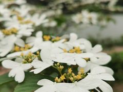 -东莞植物园