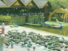 -西双版纳原始森林公园