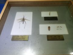 -上海昆虫博物馆