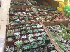 -双季花艺园艺市场(浦东店)